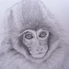 Snow Monkey Close